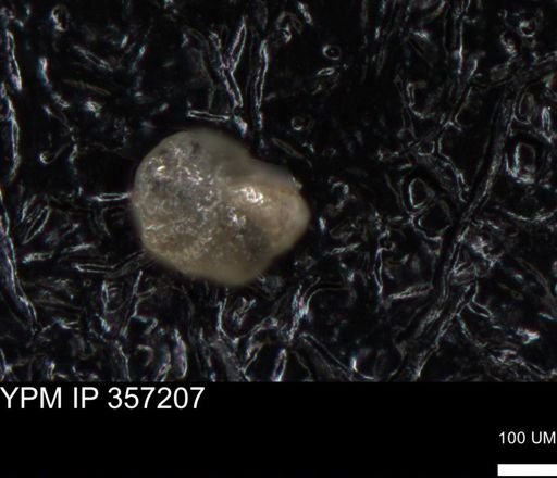 undet. Foraminiferida