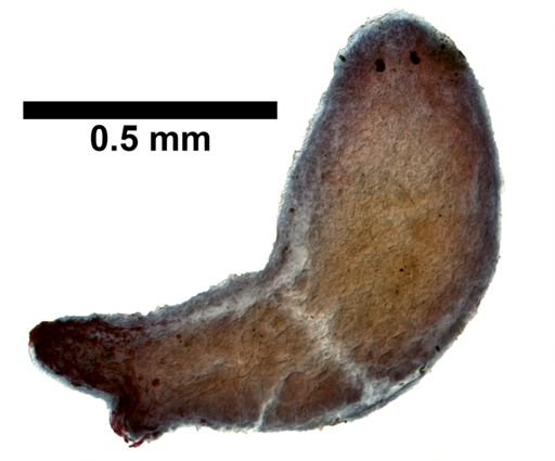 Plagiostomum