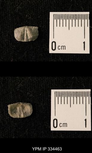 Mesolobus lioderma