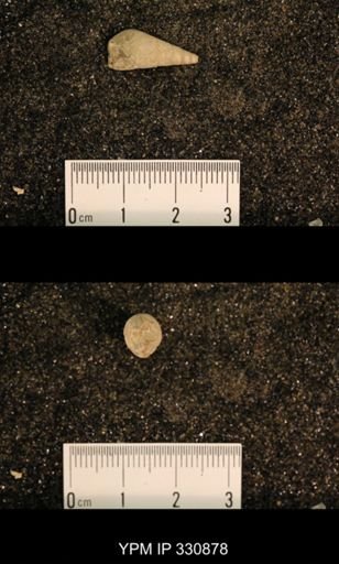 Meekospira peracuta choctawensis