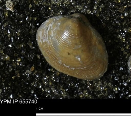 Limopsis striatopunctatus
