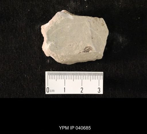 undet. Hexapoda