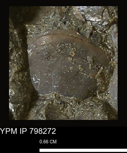 Protocardia