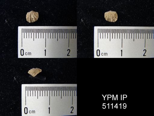 Ptychopleurella?