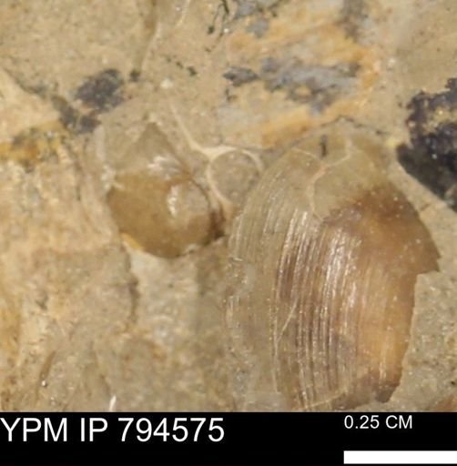 Protocardia subquadrata