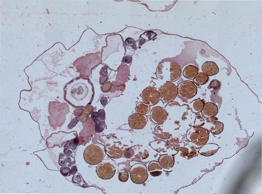 Eubranchipus grubii