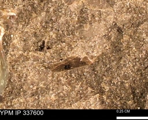 undet. Mollusca