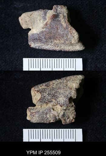 Pacifastacus chenoderma