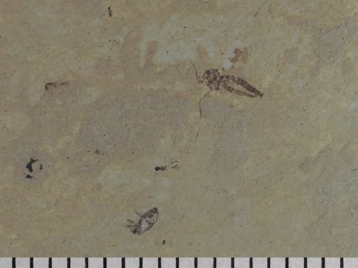 Coleoptera