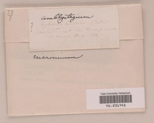 Sciaromium