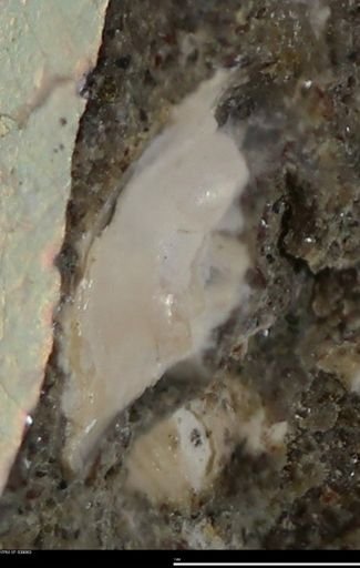 undet. Mollusca
