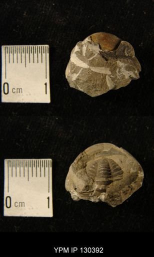 Phacops rana