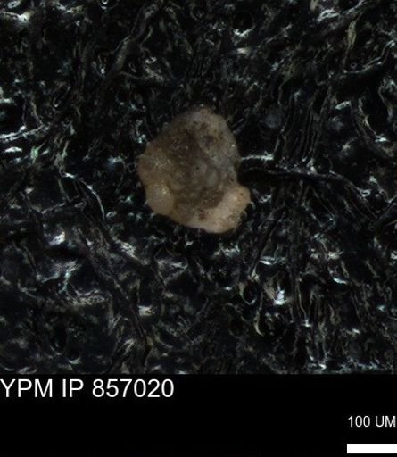 undet. Foraminiferida