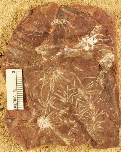 Annularia sphenophylloides