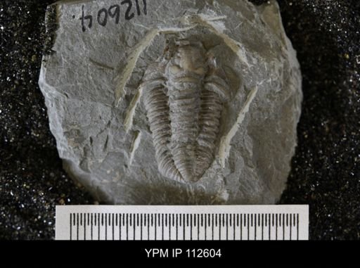 Calymene callicephala