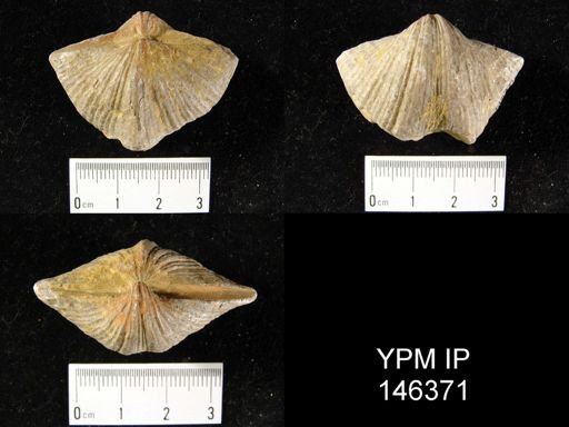 Spirifer cameratus
