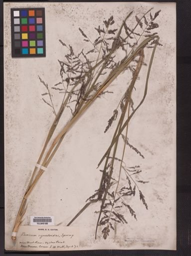 Panicum agrostoides