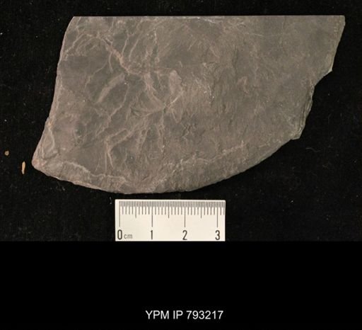 Mormolucoides articulatus