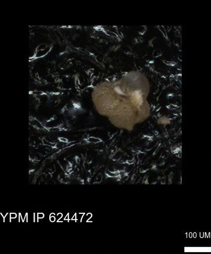 undet. Foraminiferida
