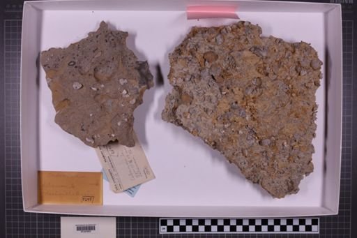 mixed taxa, stratigraphic collection