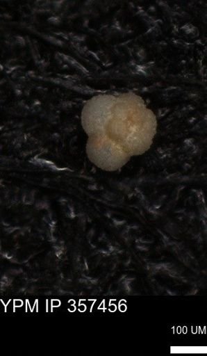 undet. Rugoglobigerinidae