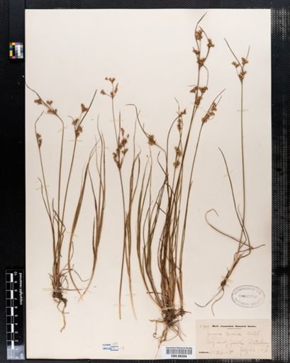 Juncus tenuis
