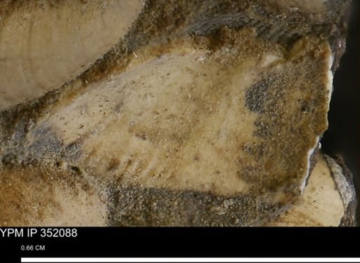 undet. Bivalvia