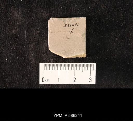 undet. Hymenoptera
