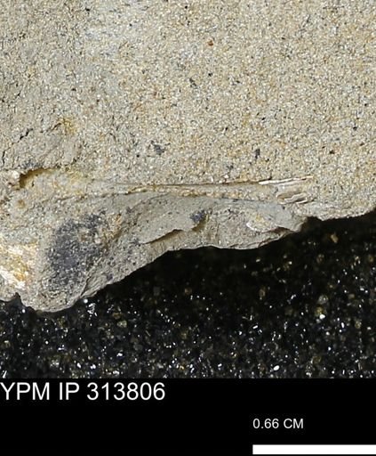 Scaphopoda?