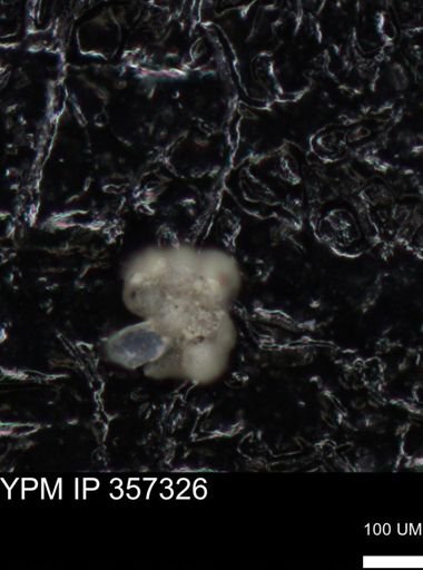 undet. Foraminiferida