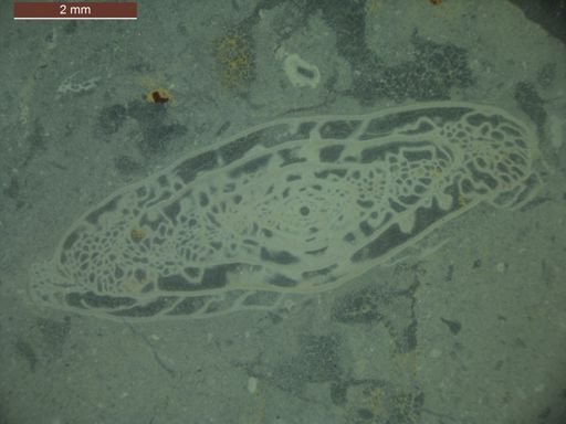 Triticites joensis