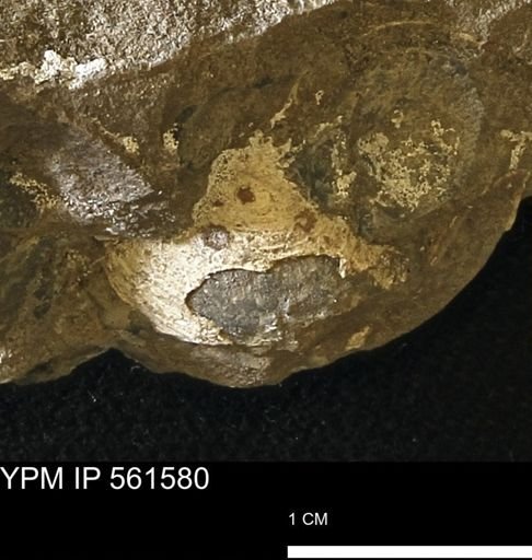 undet. Bivalvia