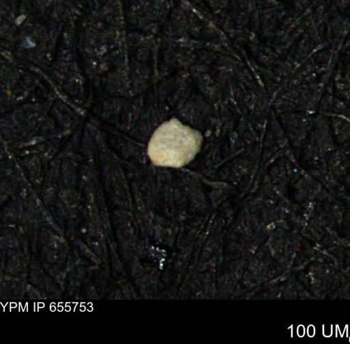 Foraminiferida