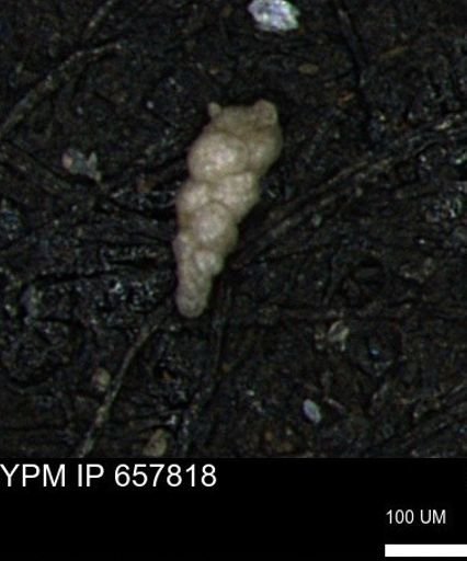 Verneuilinoides kansasensis