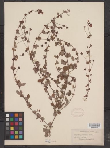 Lespedeza procumbens