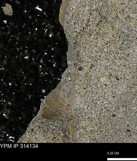 undet. Scaphopoda