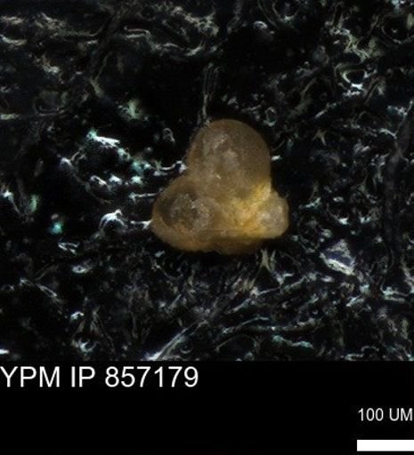 undet. Foraminiferida