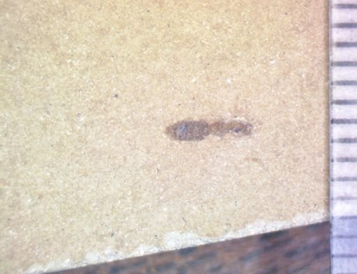 undet. Hexapoda