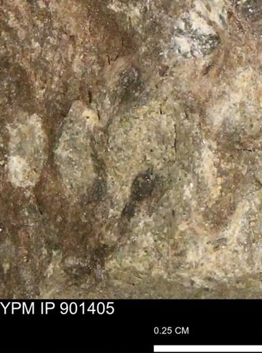undet. Mollusca