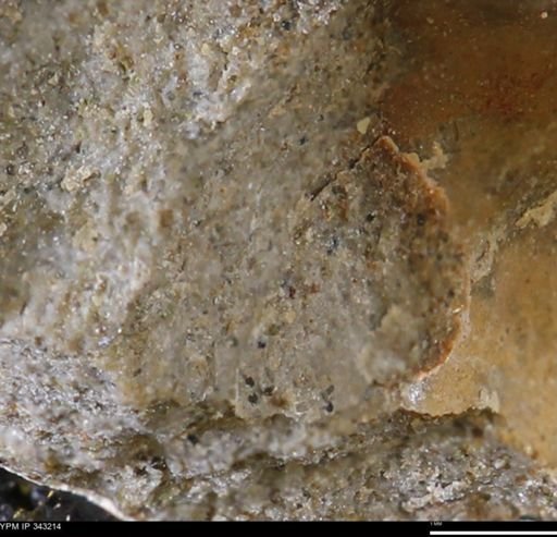 undet. Bivalvia