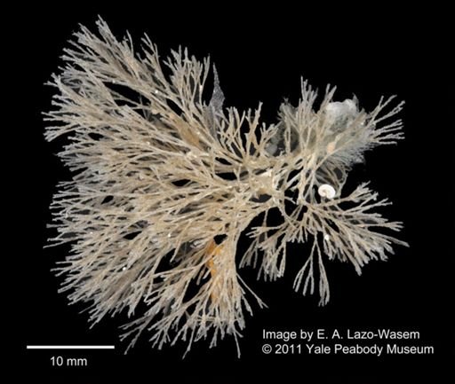 Bryozoa