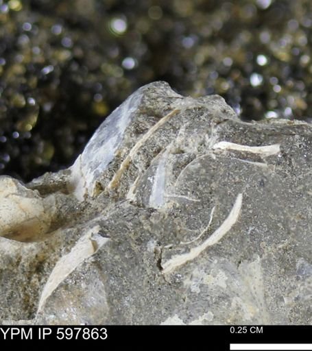 Limopsis striatopunctatus