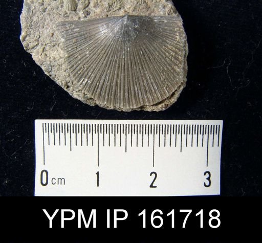 Schuchertella subplana