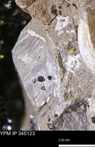 undet. Bivalvia