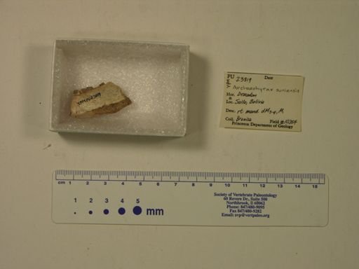 Archaeohyrax suniensis