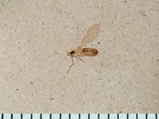 Plecia sp.