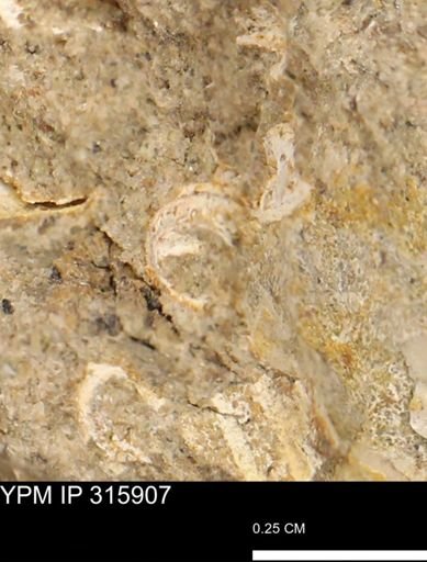 undet. Gastropoda