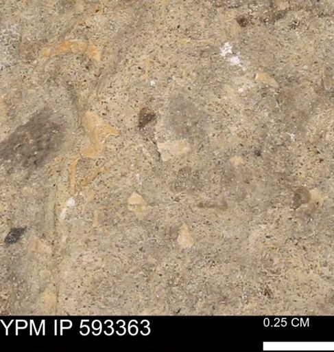 undet. Mollusca