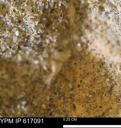 Mollusca?