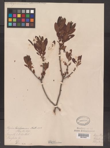 Myrica pensylvanica